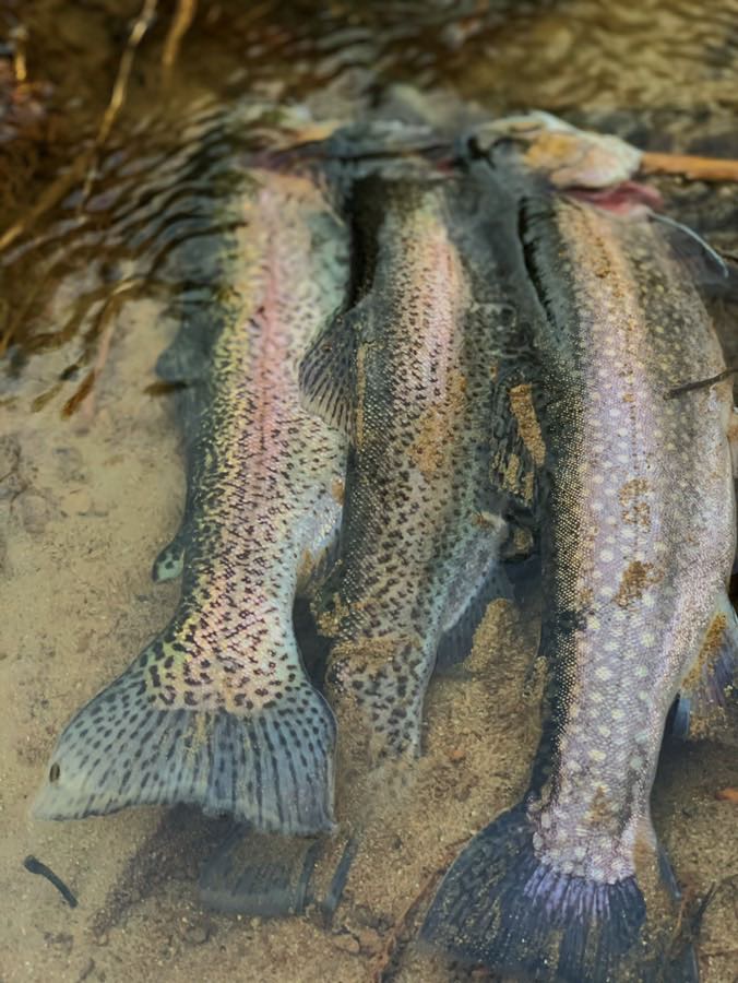 Fly fishing for trout